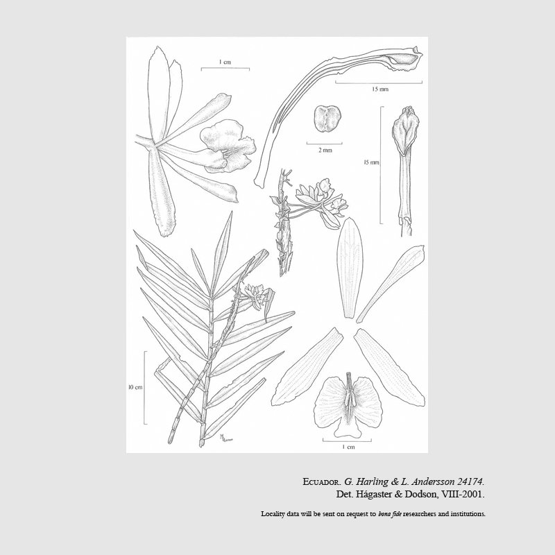 Epidendrum gualaquicense